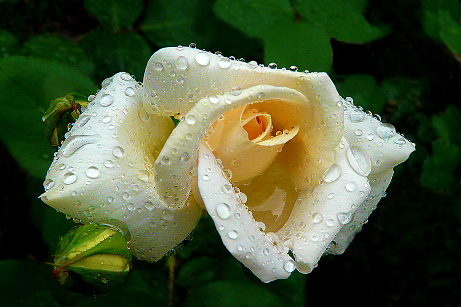 photo "Dew beans" tags: nature, macro and close-up, drop, flowers, rose, spring