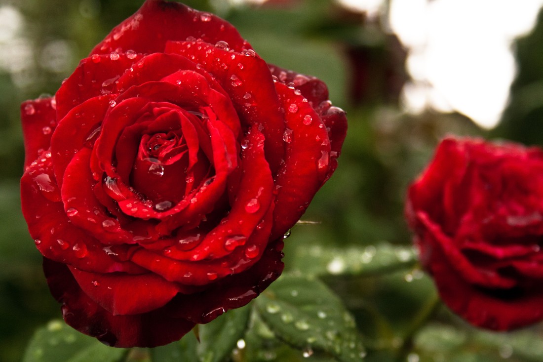 фото "Crying Rose" метки: природа, цветы