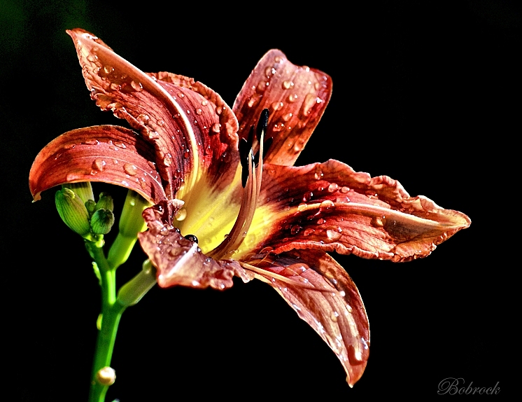 фото "Lilija" метки: природа, цветы