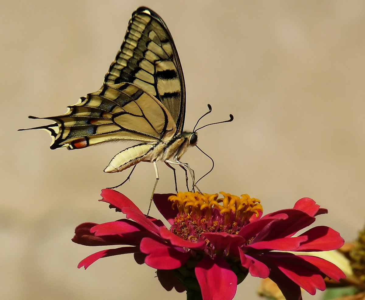 photo "Papilio machaon" tags: nature, insect