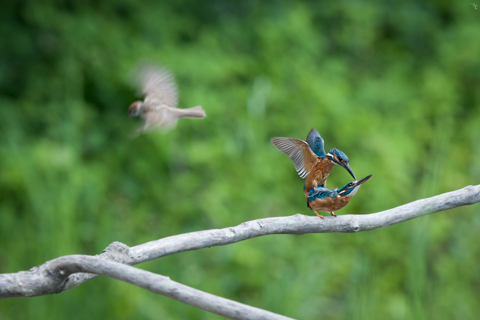 photo "***" tags: nature, wild animals