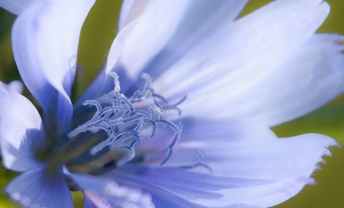 photo "***" tags: macro and close-up, 