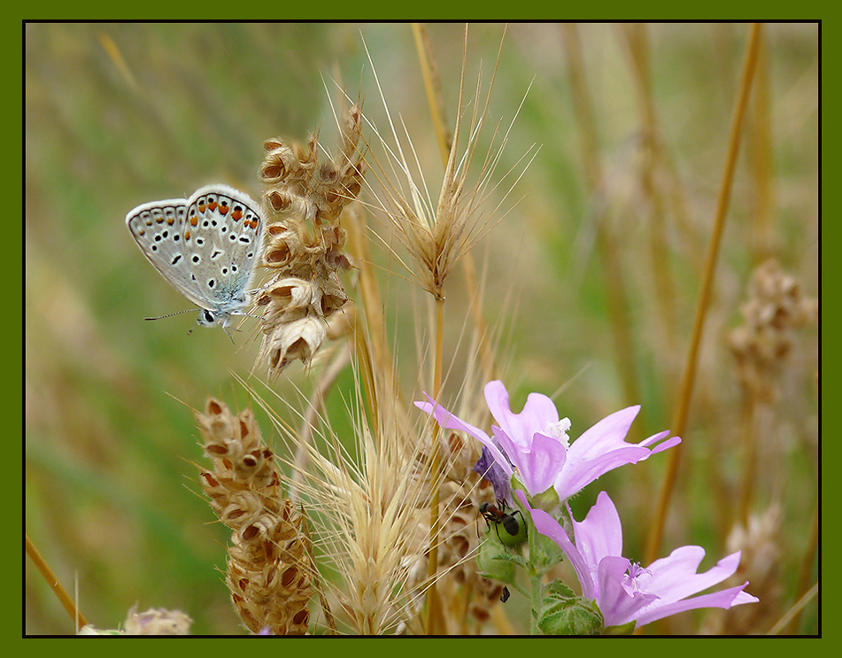 photo "***" tags: nature, flowers, insect