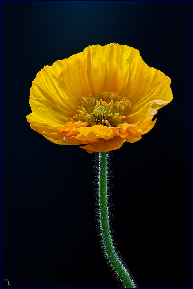 photo "Papaver" tags: nature, macro and close-up, flowers