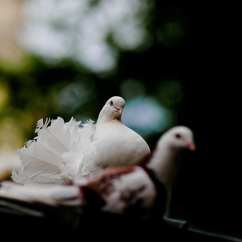 photo "Look" tags: nature, pets/farm animals