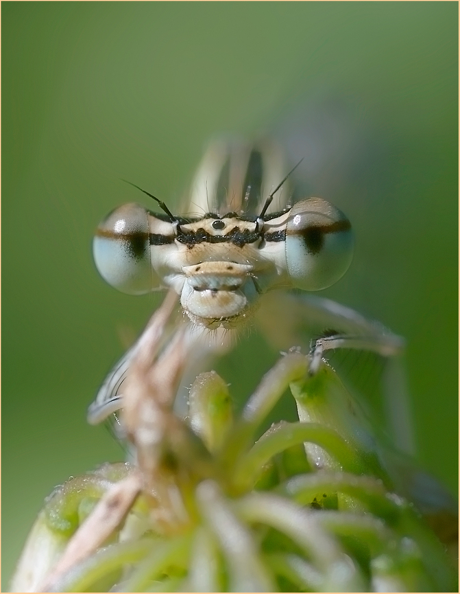 photo "***" tags: macro and close-up, 