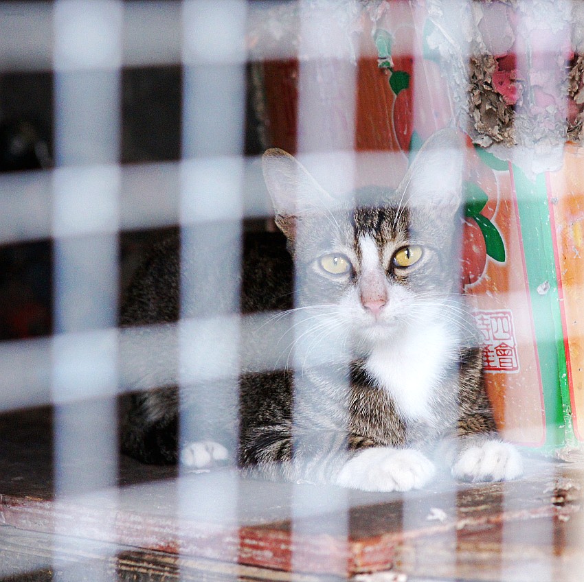 фото "cat in the case" метки: природа, путешествия, Азия, домашние животные