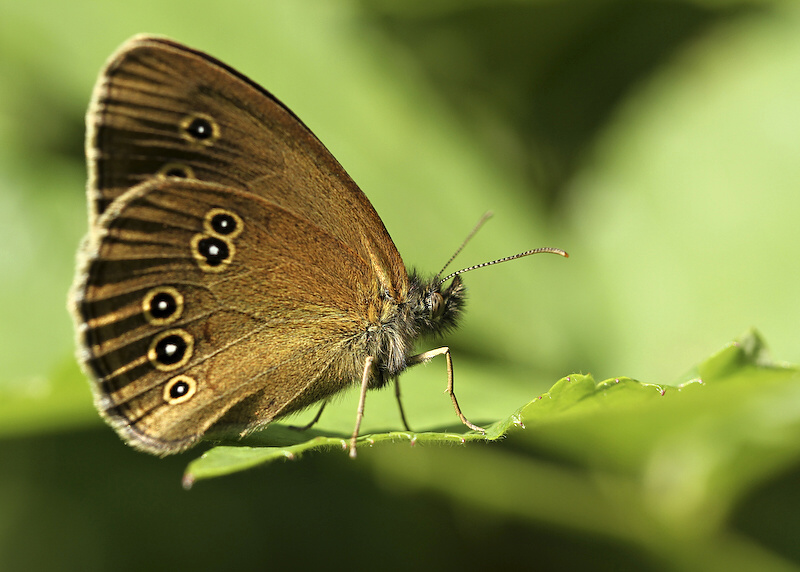 photo "***" tags: nature, insect