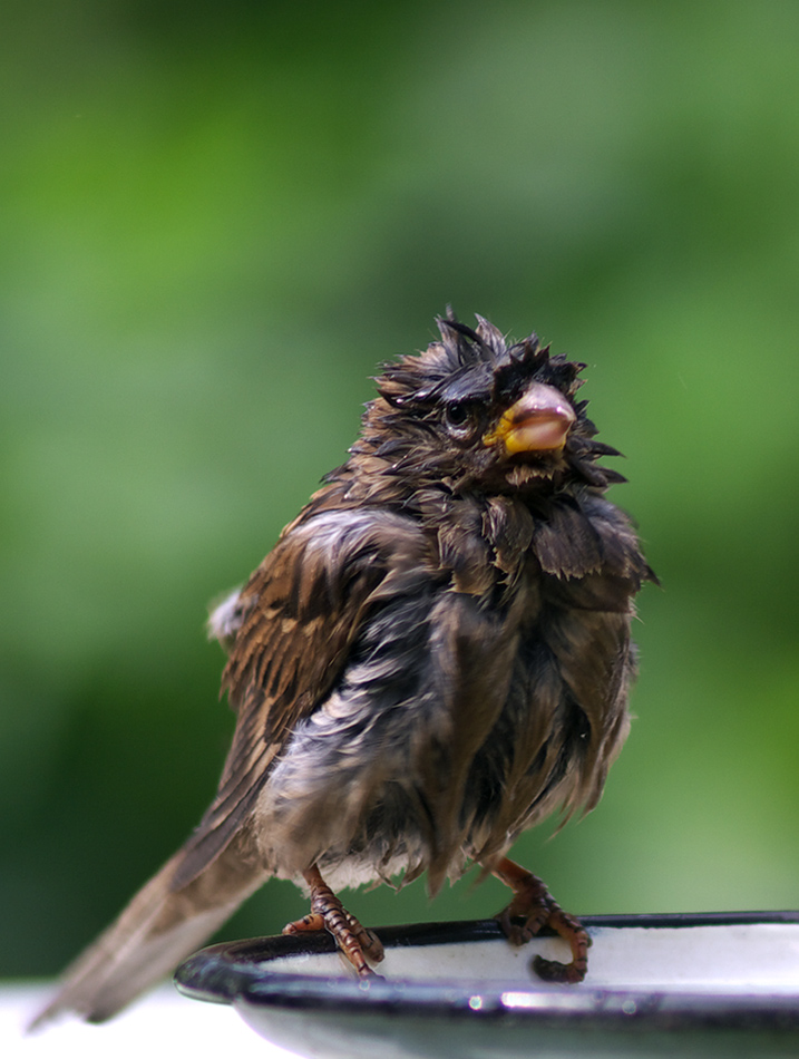 photo "Sparrow - a proud bird" tags: nature, genre, wild animals