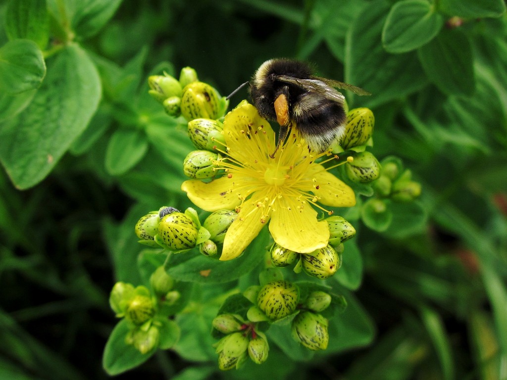 photo "***" tags: nature, macro and close-up, insect