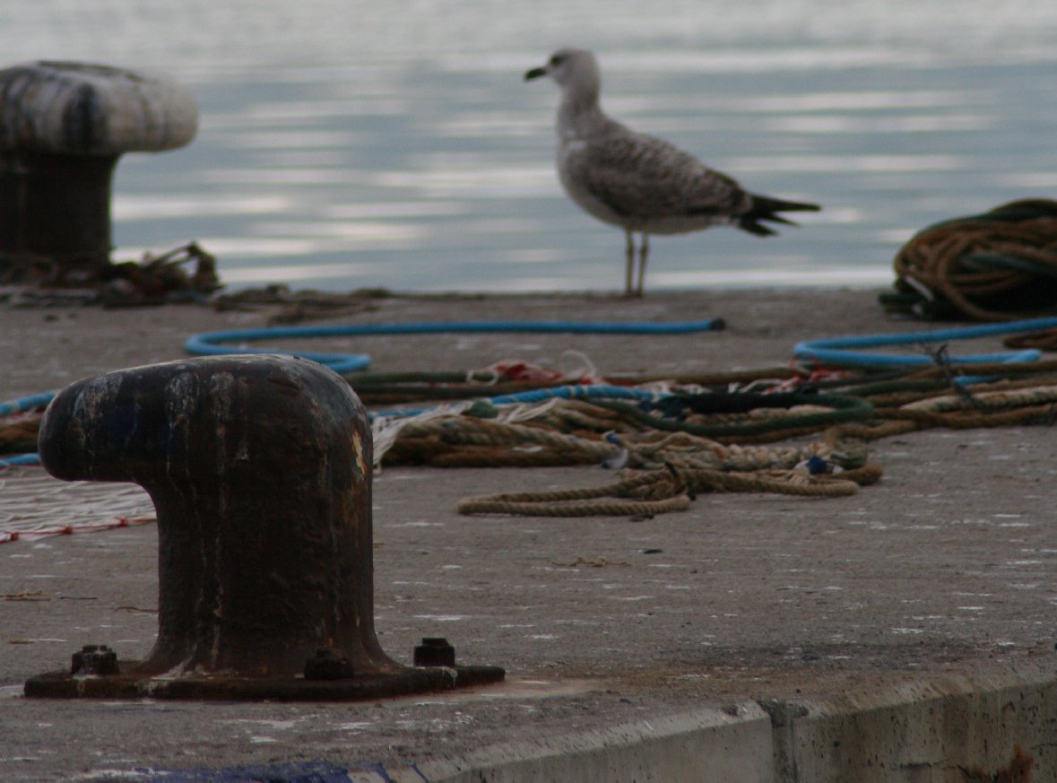 photo "alone in the port" tags: landscape, water