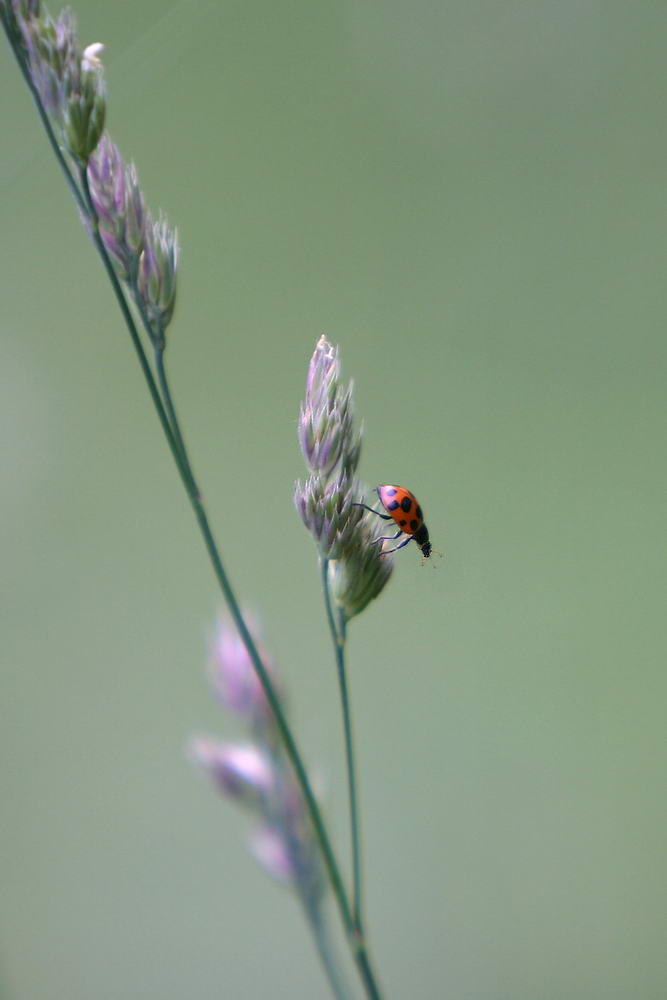 photo "And can fly away?" tags: nature, insect