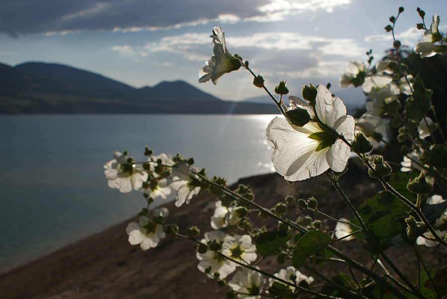 photo "***" tags: landscape, nature, flowers, water