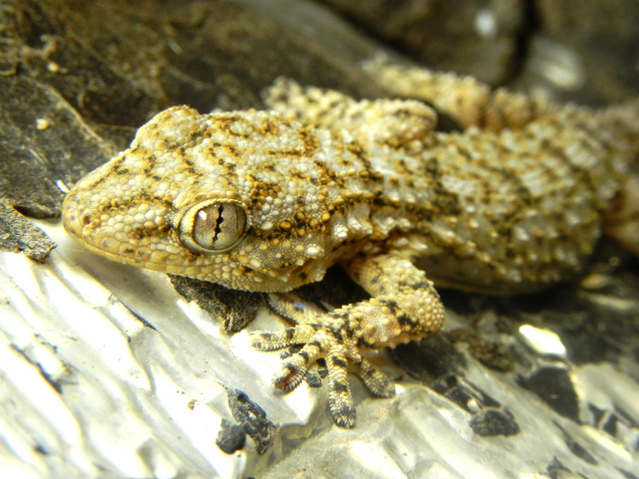 photo "Slit Eye" tags: nature, macro and close-up, wild animals