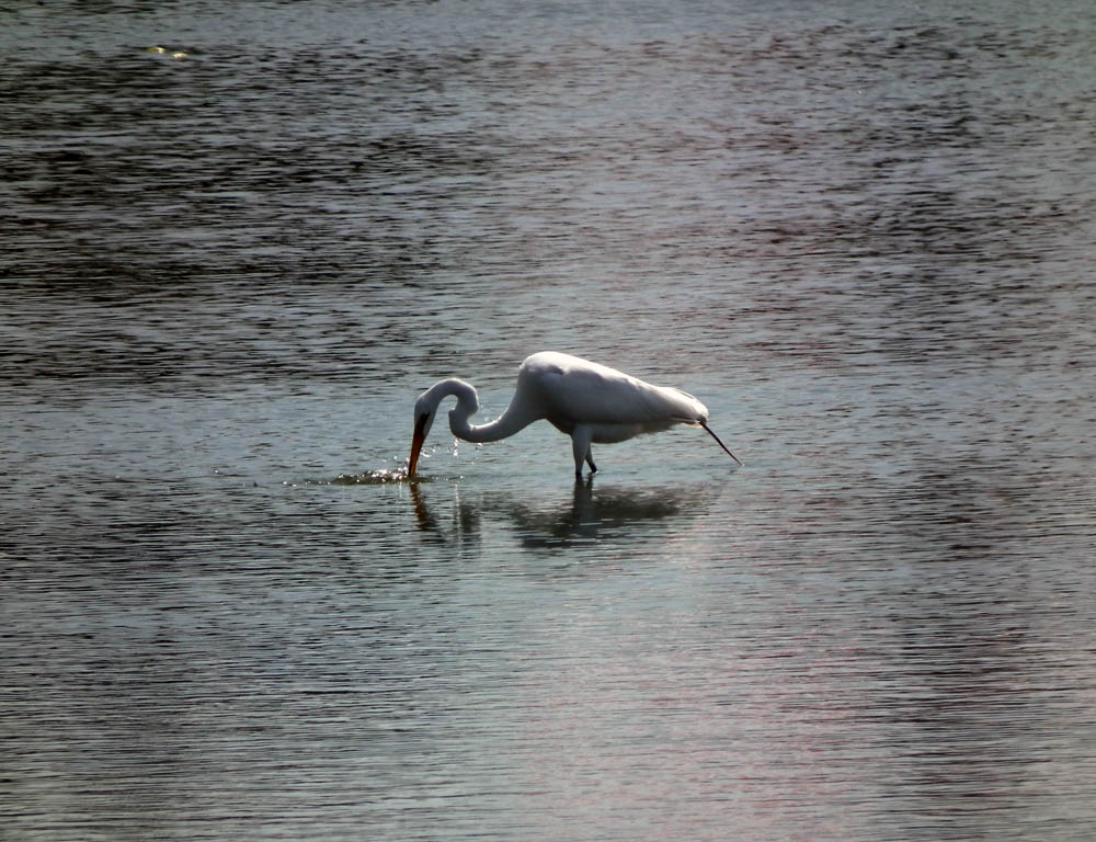 photo "*****" tags: nature, wild animals