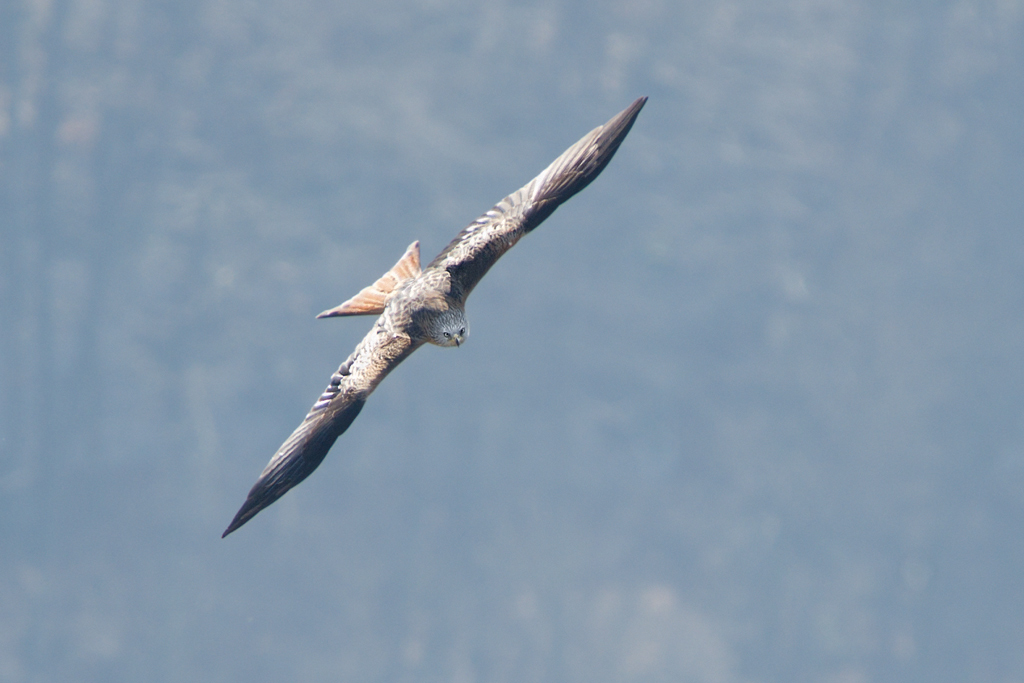 photo "Falcon" tags: nature, wild animals