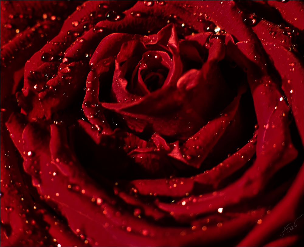 фото "Deep Red III" метки: природа, цветы