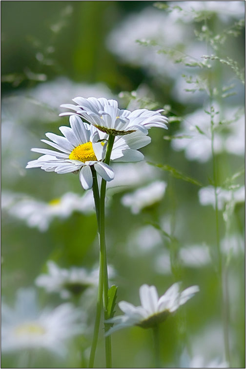 photo "***" tags: nature, flowers