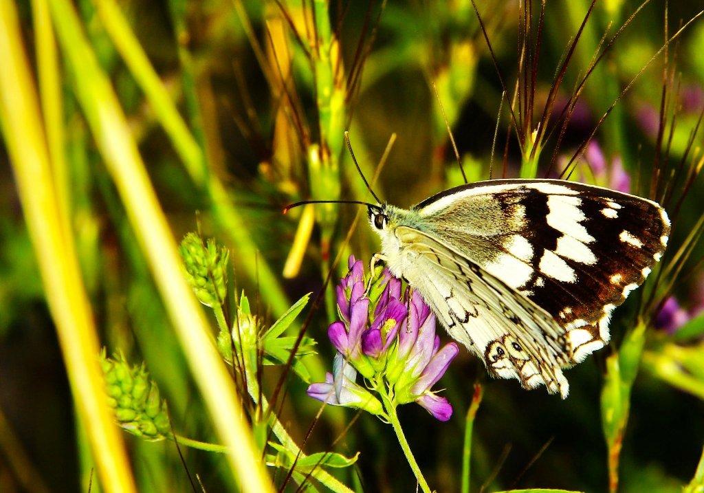 photo "***" tags: nature, flowers, insect