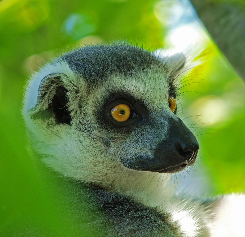 photo "Lemur in Knuthenborg" tags: nature, reporting, wild animals