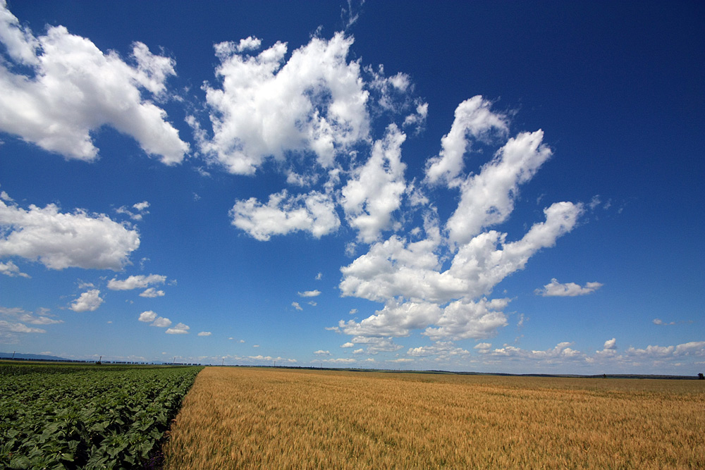 photo "Parade clouds II" tags: landscape, clouds, field, sky, summer