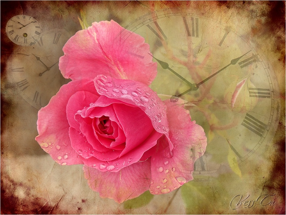 photo "***" tags: digital art, nature, flowers