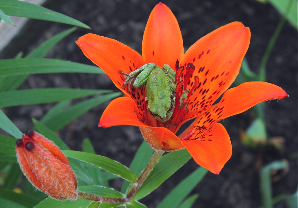 photo "***" tags: macro and close-up, 