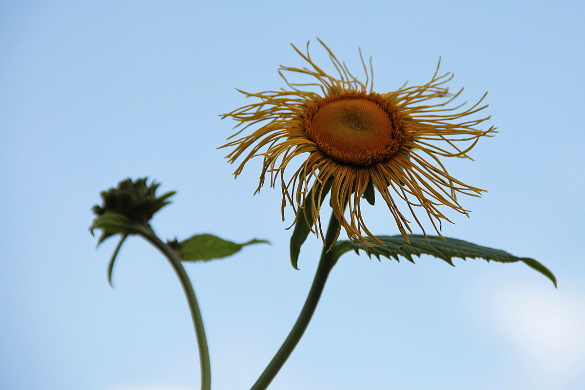 photo "***" tags: nature, flowers