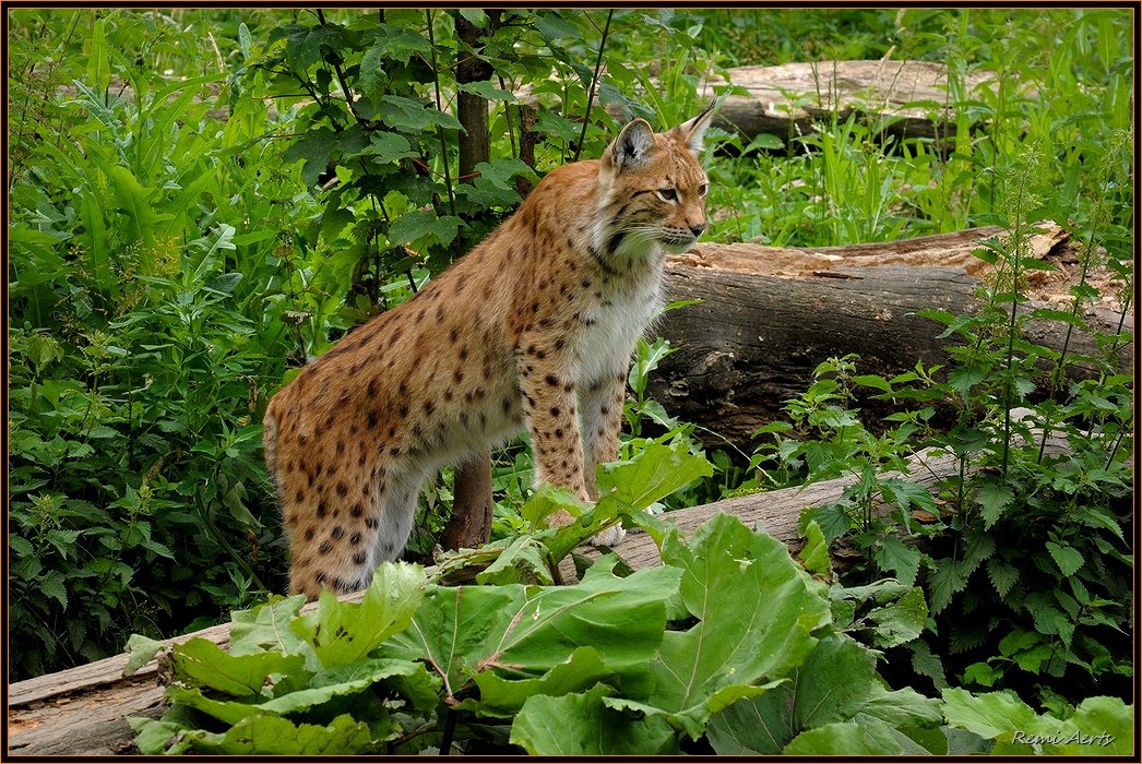 photo "pussy cat" tags: nature, reporting, wild animals