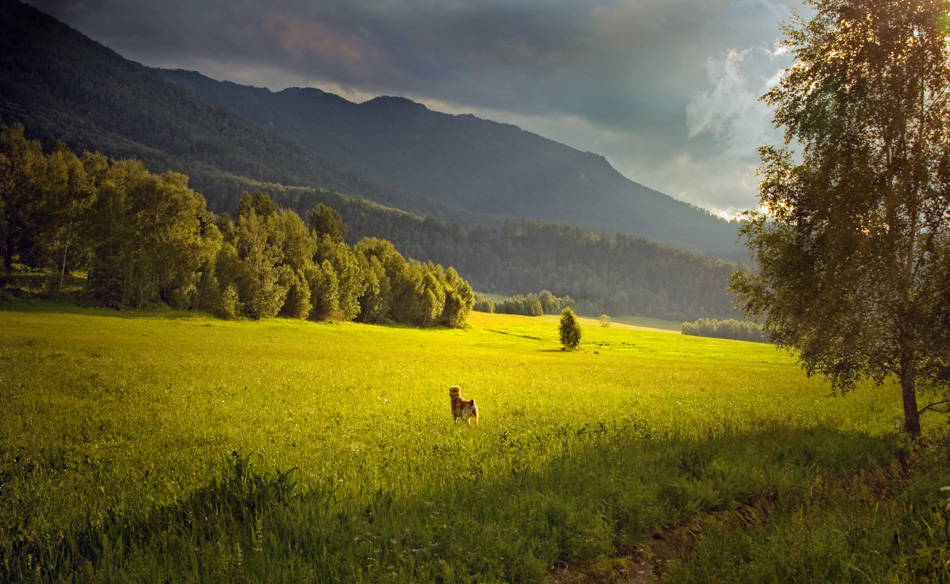 photo "Evening walk" tags: landscape, summer