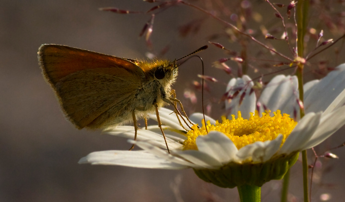 photo "***" tags: macro and close-up, nature, insect