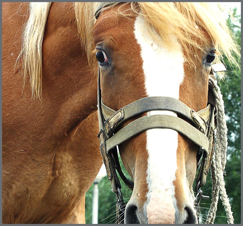 фото "лошадь" метки: природа, домашние животные
