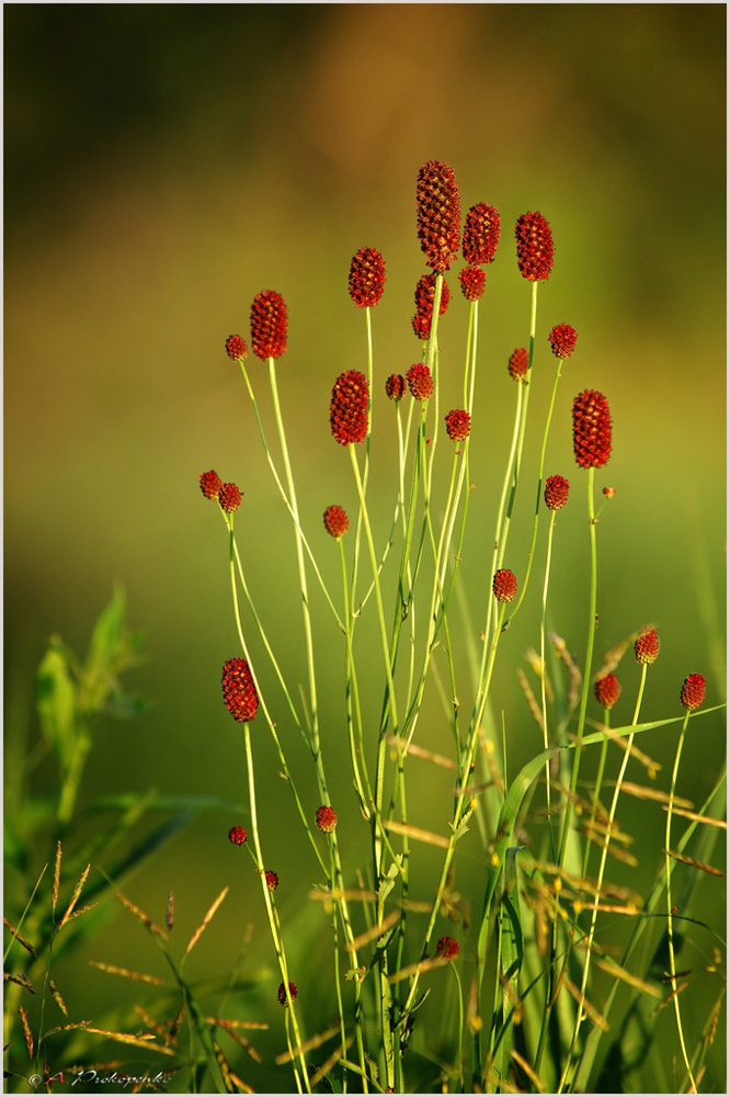 фото "*****" метки: природа, цветы