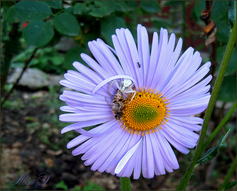 photo "The Morning meal of the white spider." tags: nature, flowers, insect