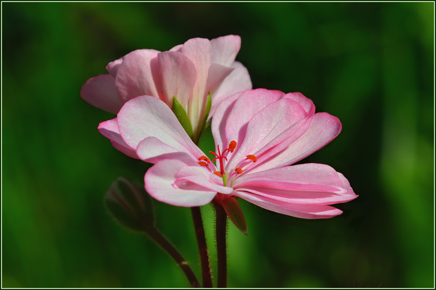 photo "***" tags: macro and close-up, 