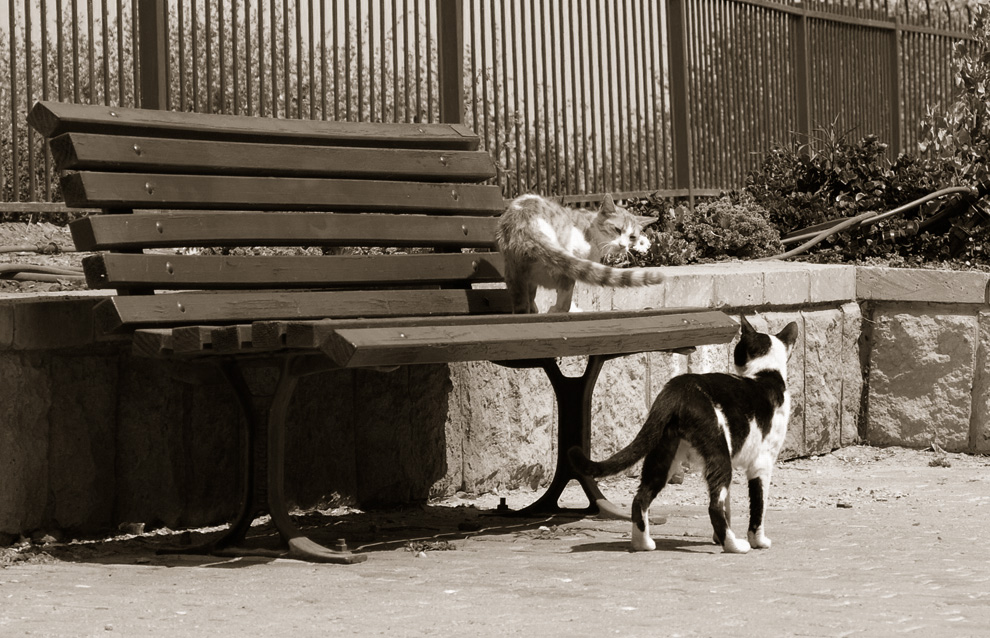 фото ""Убирайся! Это моя скамейка!"" метки: природа, репортаж, домашние животные