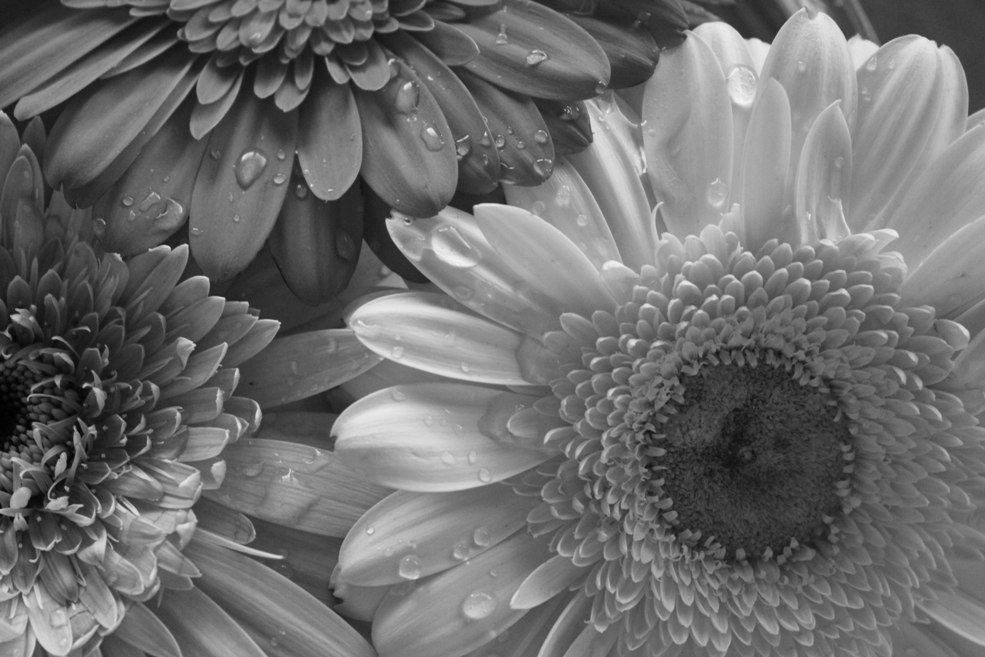 photo "Gerberas in black & white" tags: nature, flowers