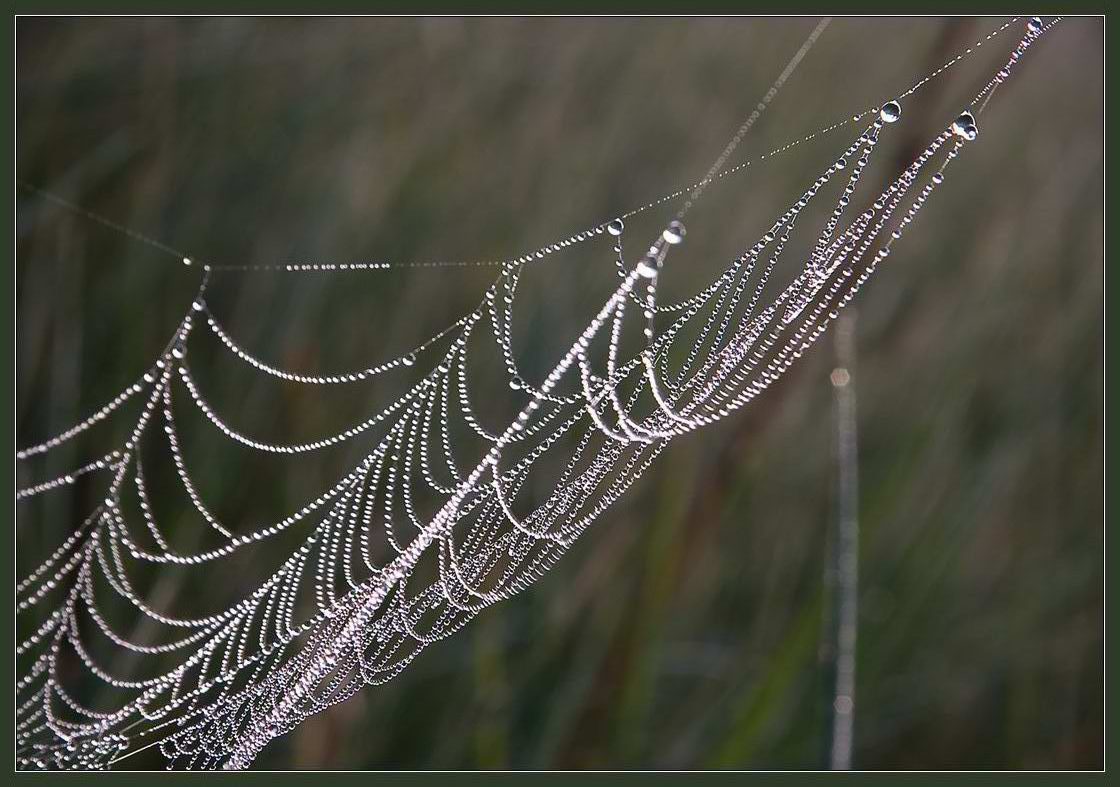 photo "sail" tags: landscape, macro and close-up, summer