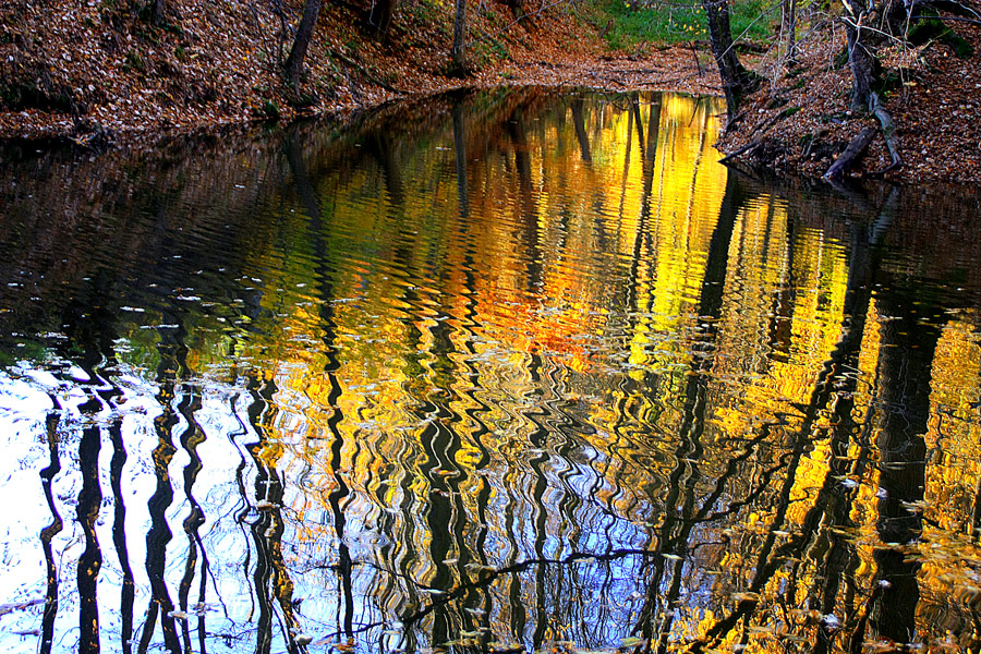 photo "Fall colors" tags: landscape, autumn, forest, reflections, sunset, tree