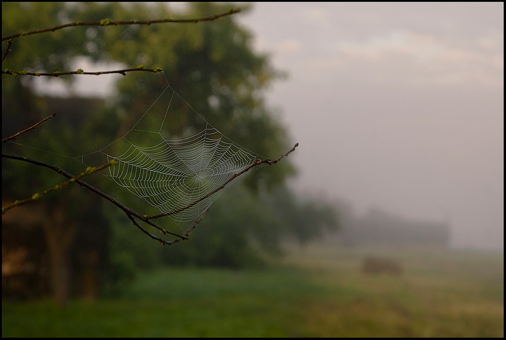 photo "Hunting" tags: nature, landscape, insect, summer