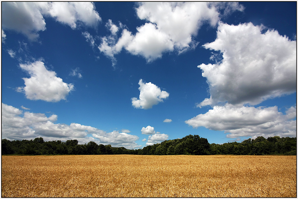 photo "In midsummer" tags: landscape, clouds, field, forest, sky, summer