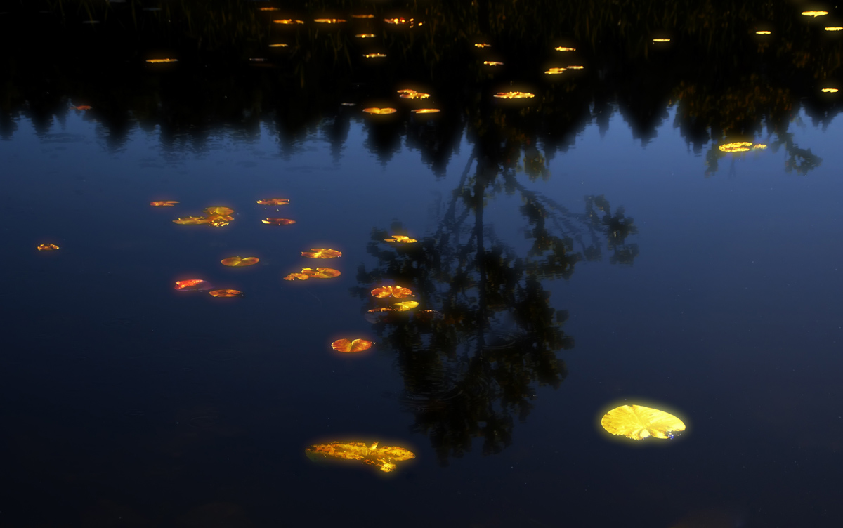 photo "Drops of sun" tags: nature, misc., 