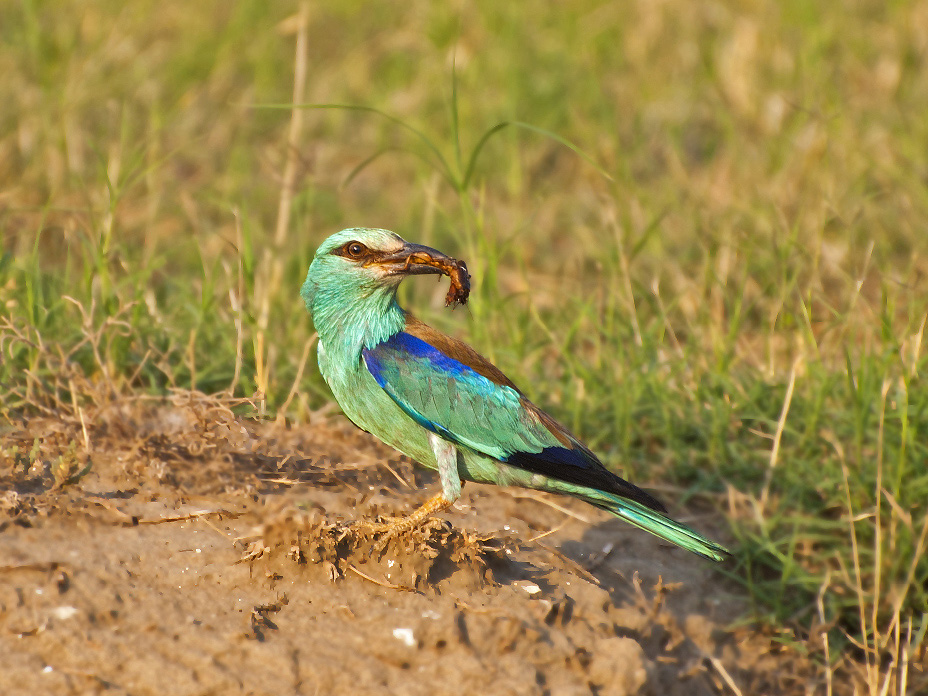 photo "***" tags: nature, wild animals