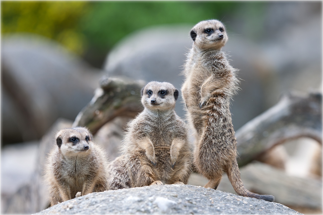 photo "Meerkats" tags: nature, wild animals