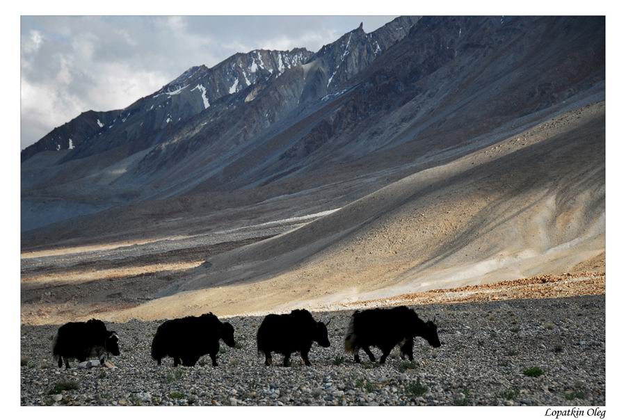 фото "в далеких Гималаях...." метки: путешествия, природа, Азия, дикие животные