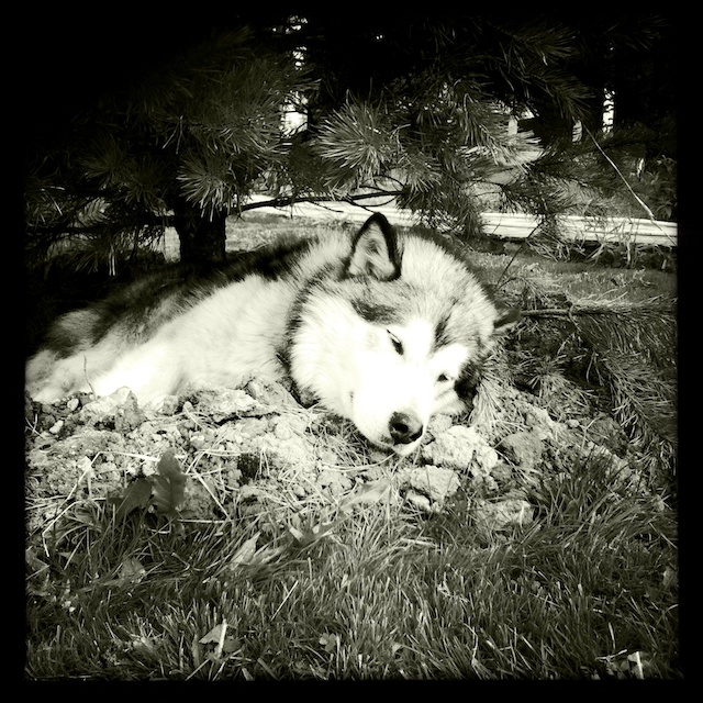photo "heat" tags: nature, pets/farm animals
