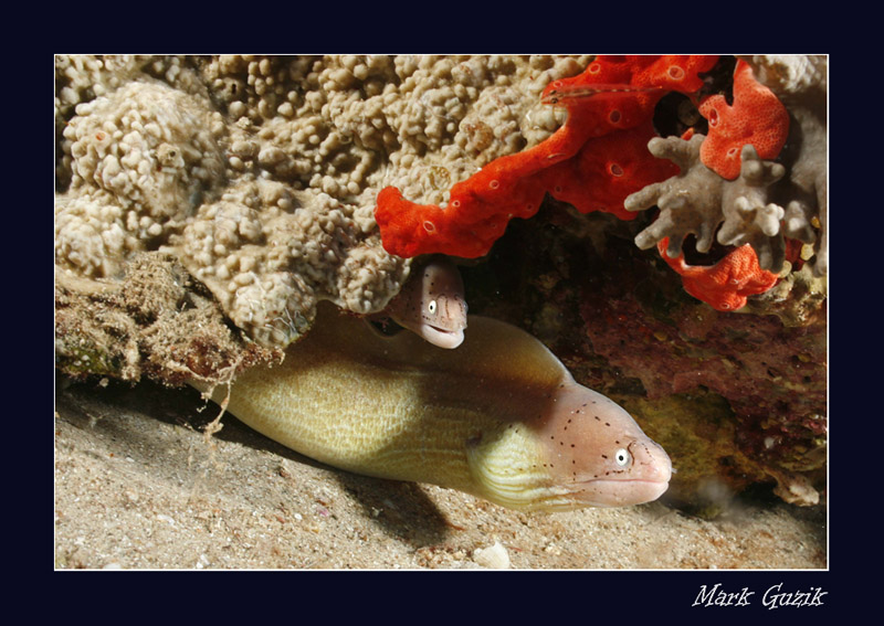 photo "Family" tags: underwater, 