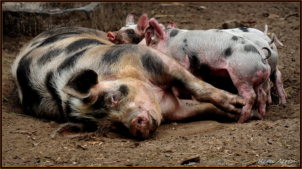 photo "big mama" tags: nature, reporting, pets/farm animals