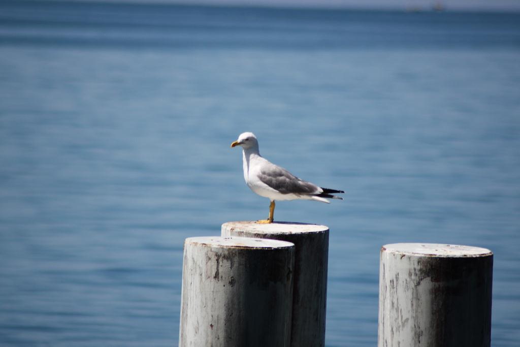 photo "***" tags: nature, travel, Europe, wild animals