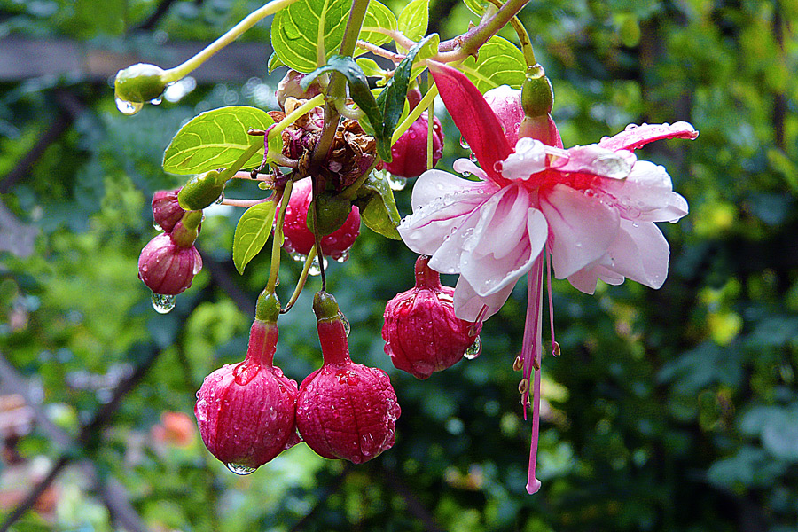 photo "Small balls" tags: nature, macro and close-up, drop, flowers, summer